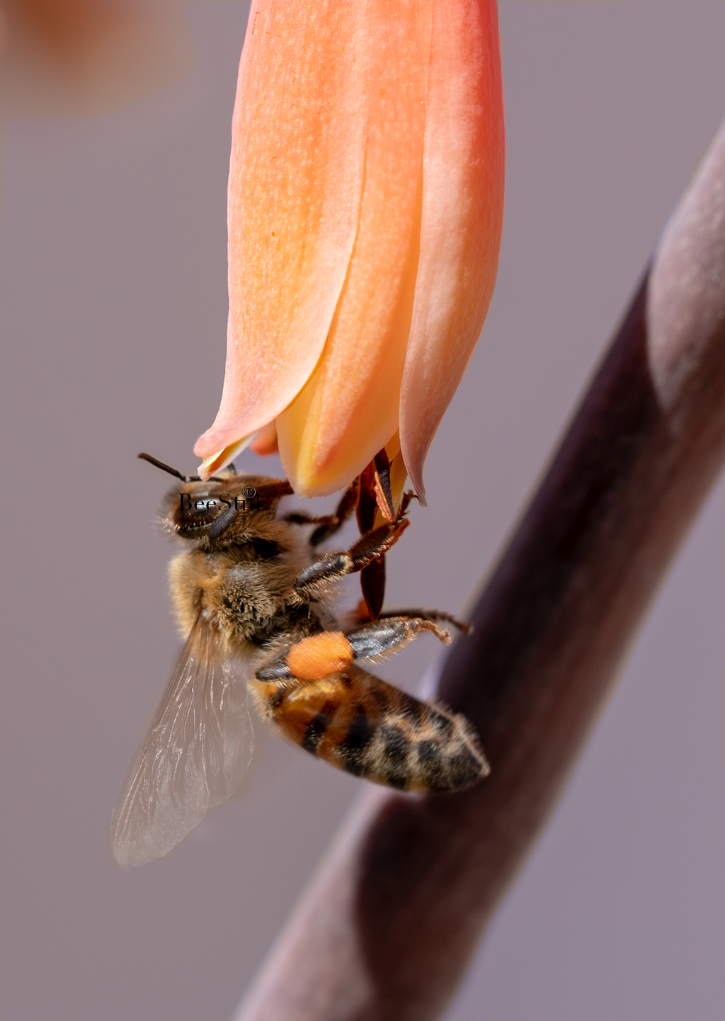 Honey Bee, Aloe SP-HB