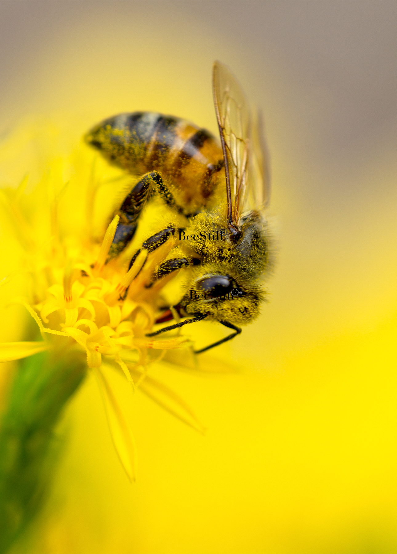 Honey Bee Apis mellifera Turpentine Arizona 