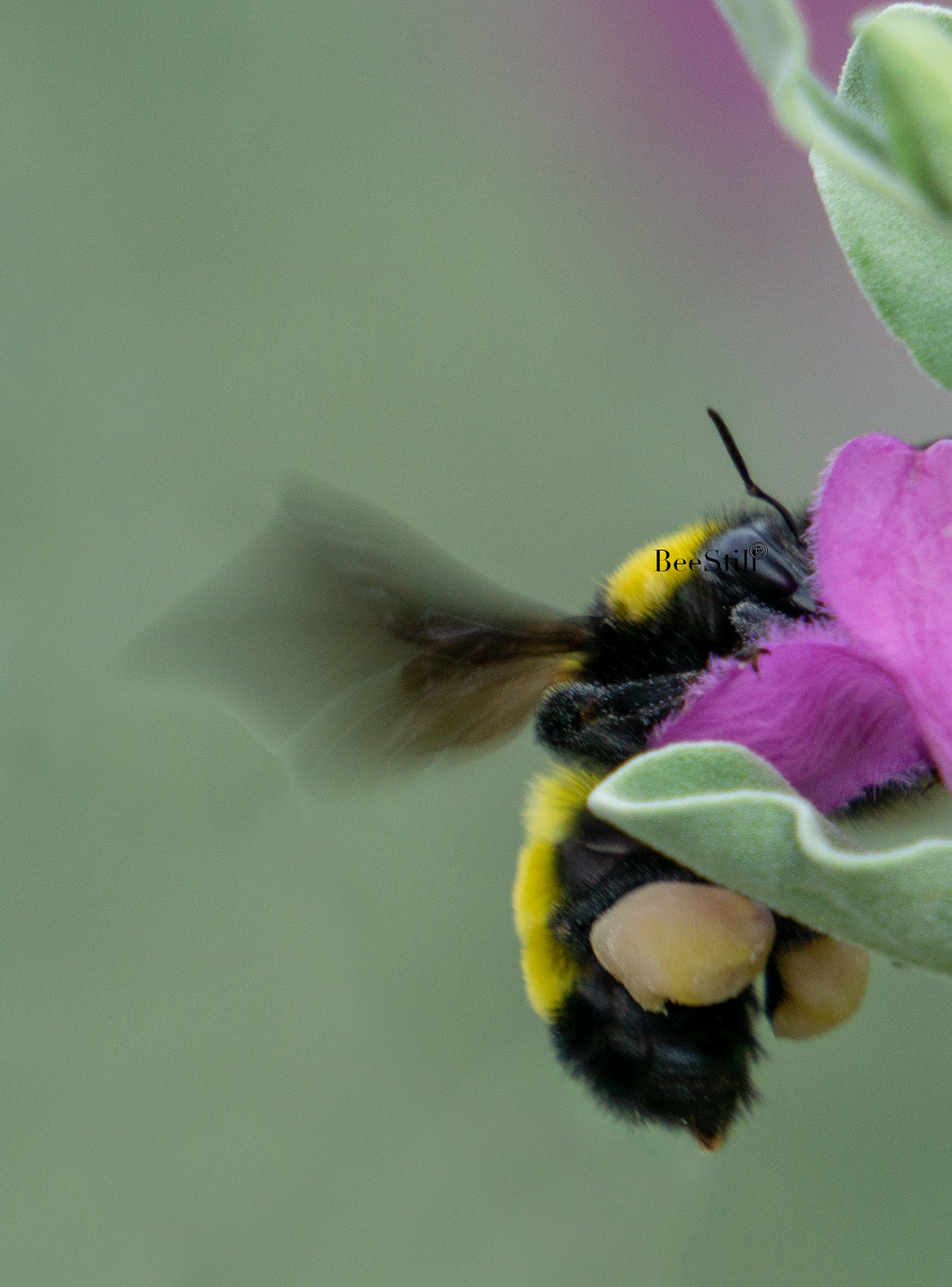Sonoran Bumblebee, Texas Sage SP-NB-