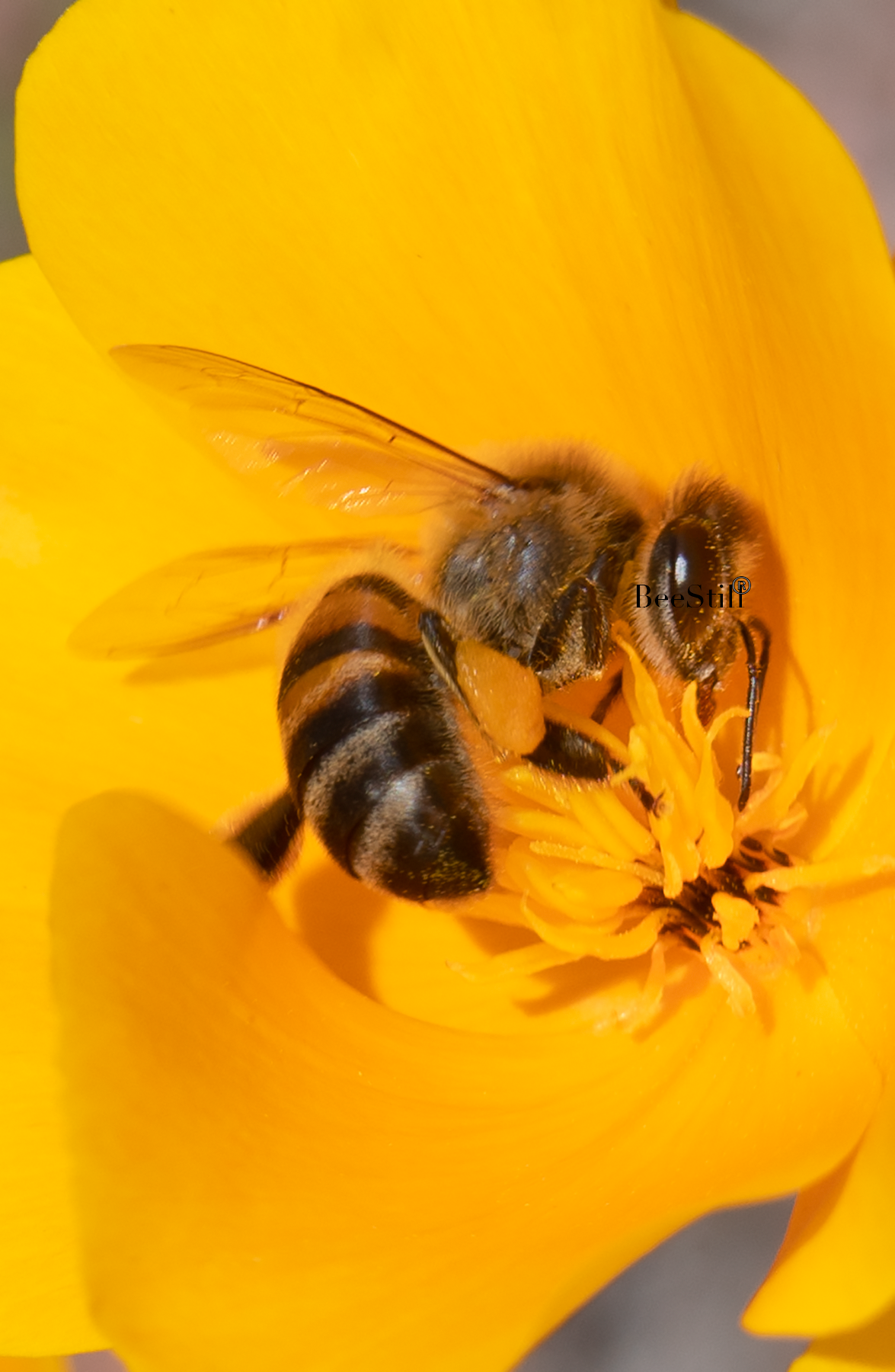 Living Gold: Honey Bee, Mexican Gold Poppy v-27