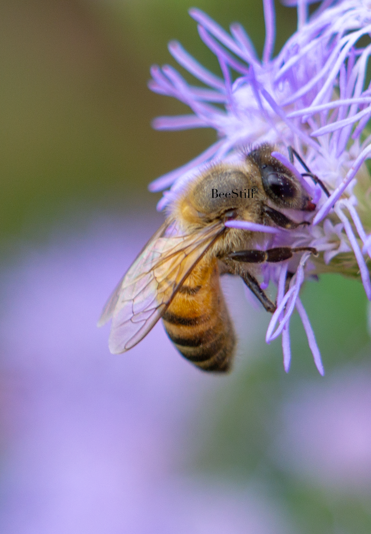 Honey Bee, Blue Mistflower SP-HB-