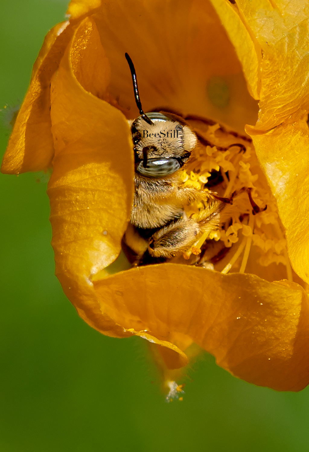 Digger Bee, Globe Mallow SP-NB-