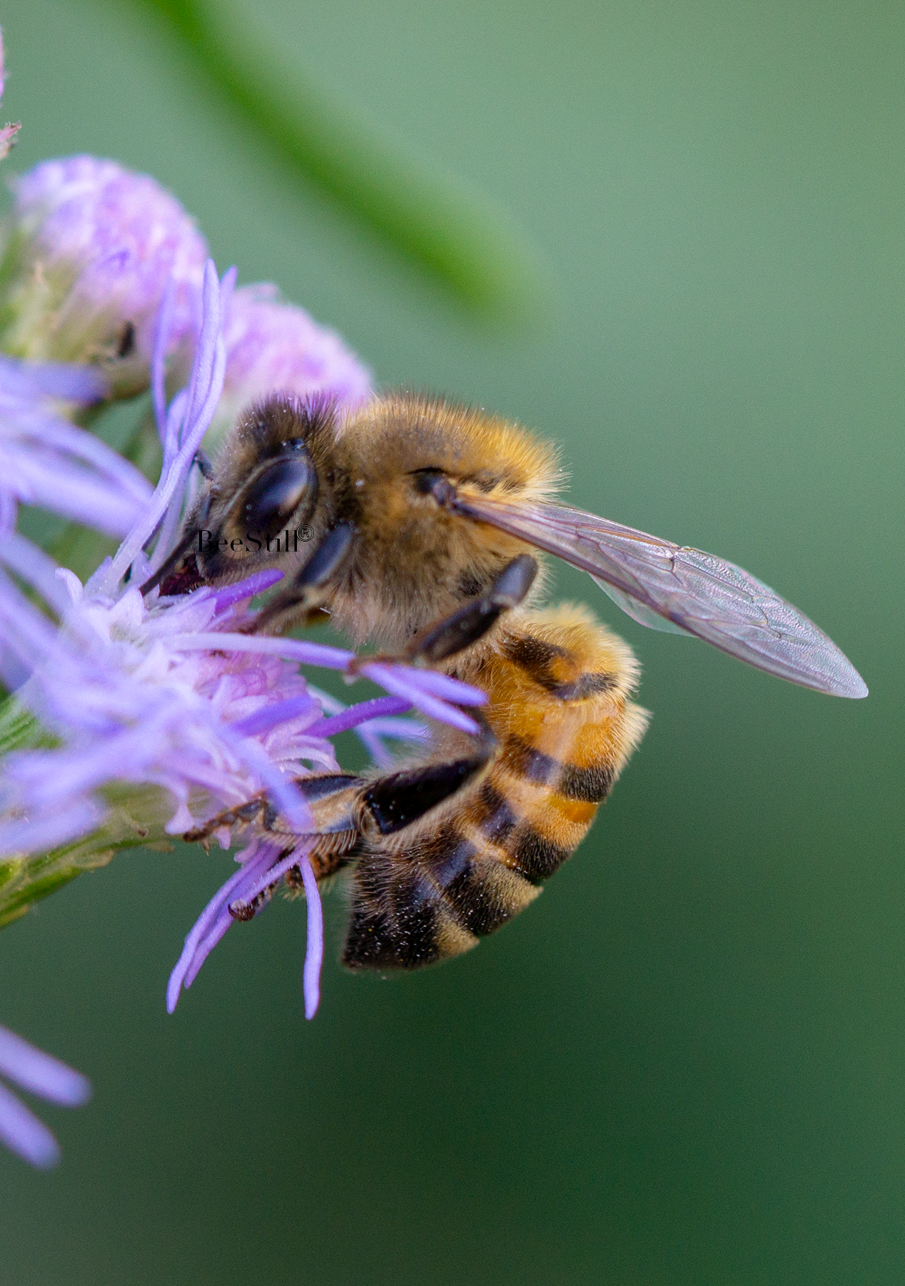 Honey Bee, Blue Mistflower SP-HB-