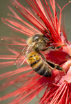 Honey Bee, Fairy Duster SP-HB-