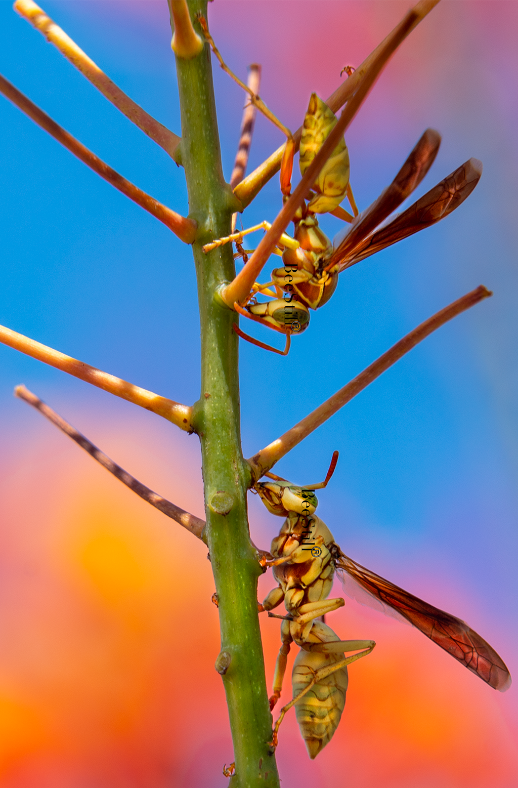 Golden Paper Wasps, two female Polistes aurifer, Red Bird of Paradise SP-W