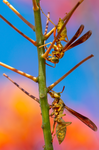 Golden Paper Wasps, two female Polistes aurifer, Red Bird of Paradise SP-W