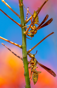 Golden Paper Wasps, two female Polistes aurifer, Red Bird of Paradise SP-W