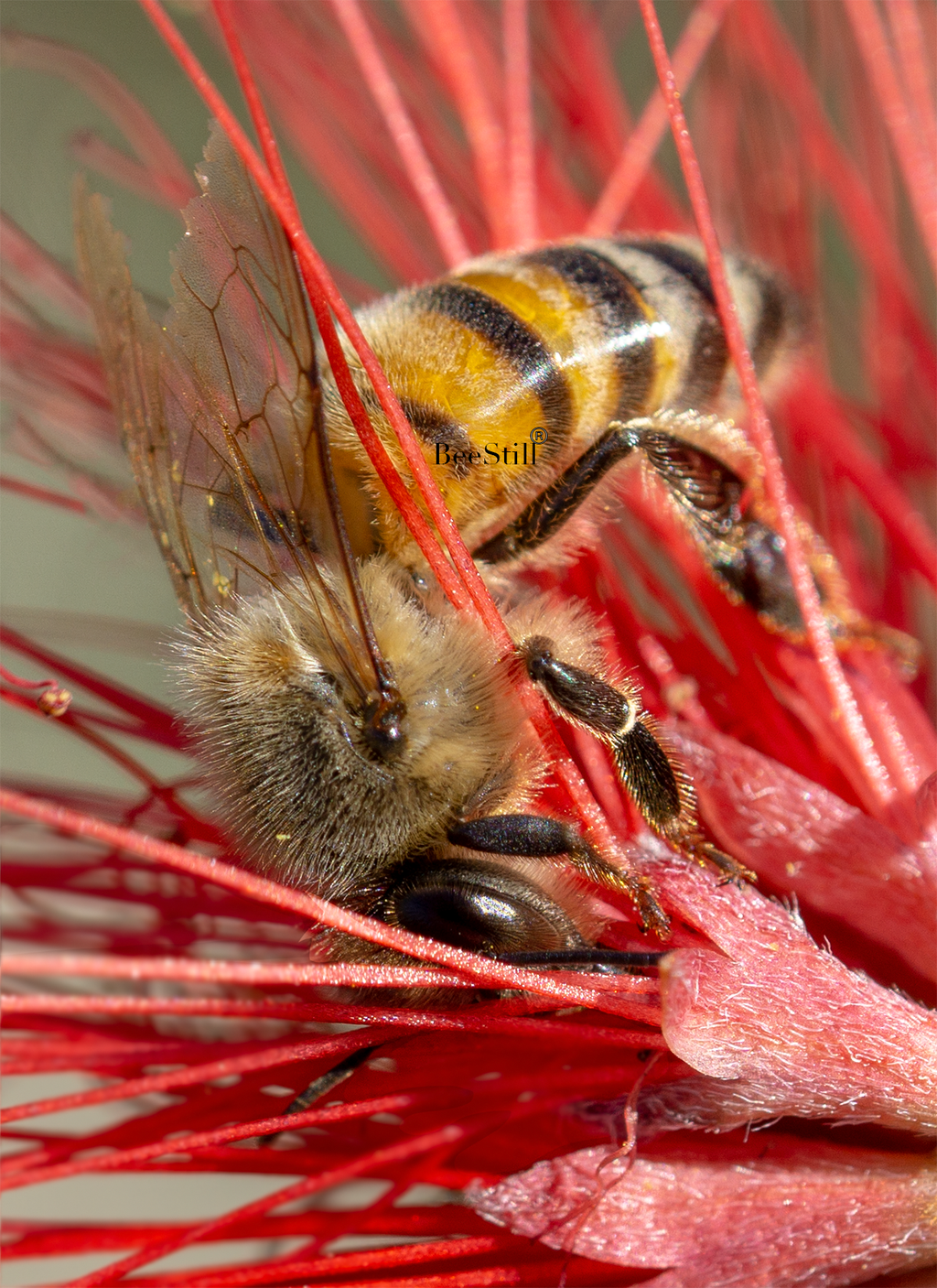 Honey Bee, Fairy Duster SP-HB-