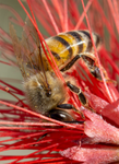 Honey Bee, Fairy Duster SP-HB-