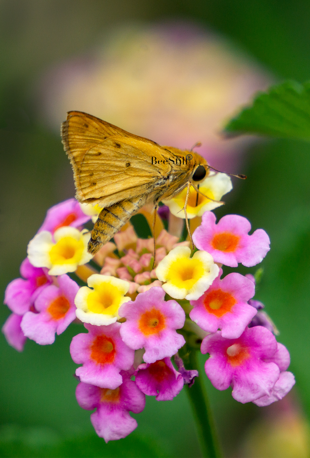 Skipper, Lantana SP-B