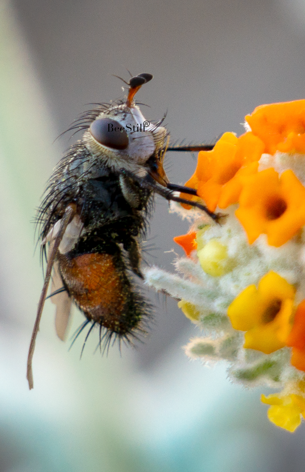 Tachinid Fly, Woolly Butterfly Bee Bush SP-F-01