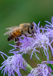 Honey Bee, Blue Mistflower SP-HB-