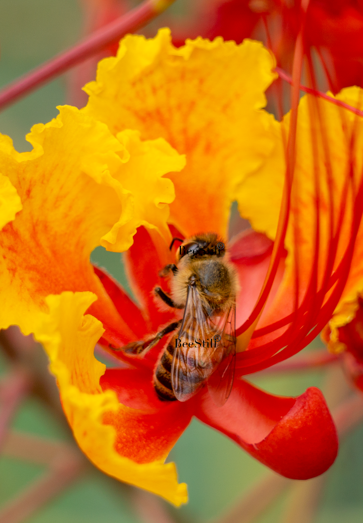 Honey Bee, Red Bird of Paradise v-39