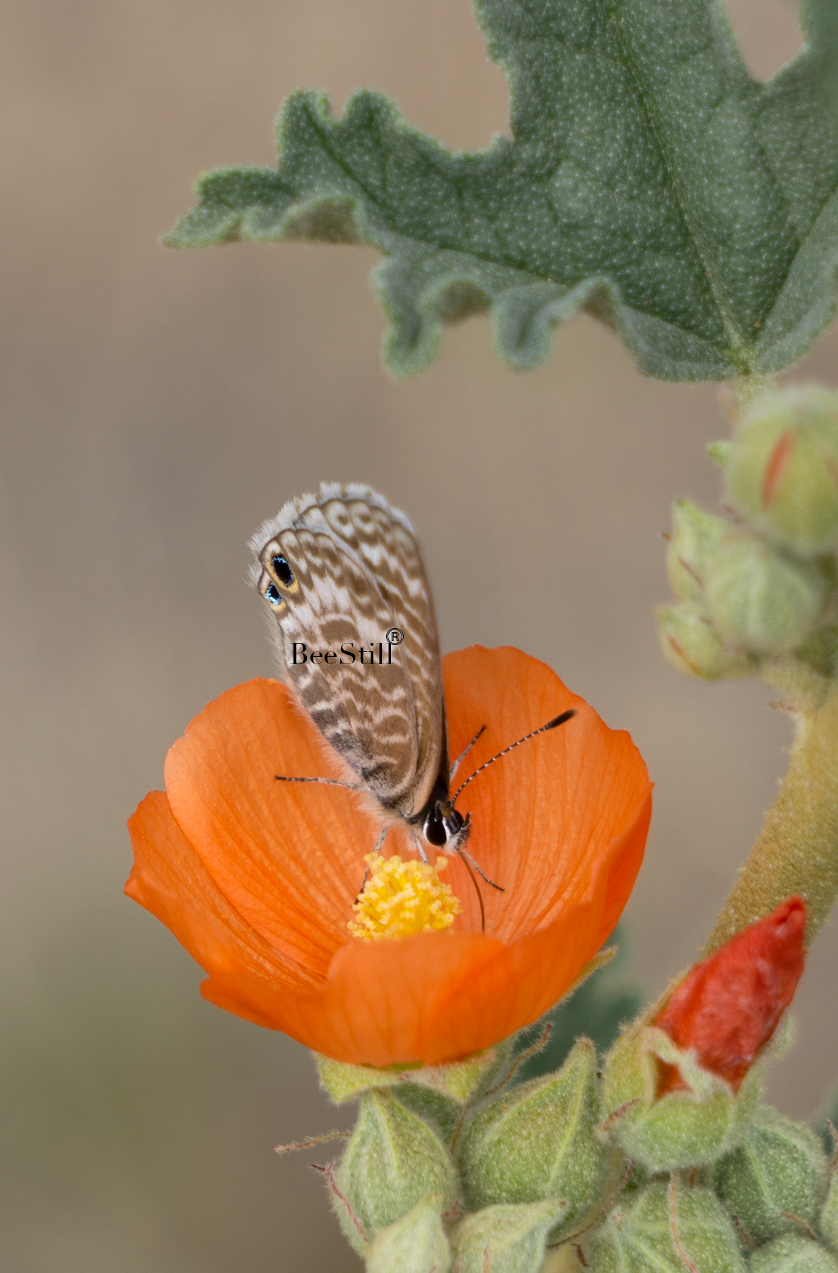 Marine Blue Butterfly Globe Mallow flowers Arizona 