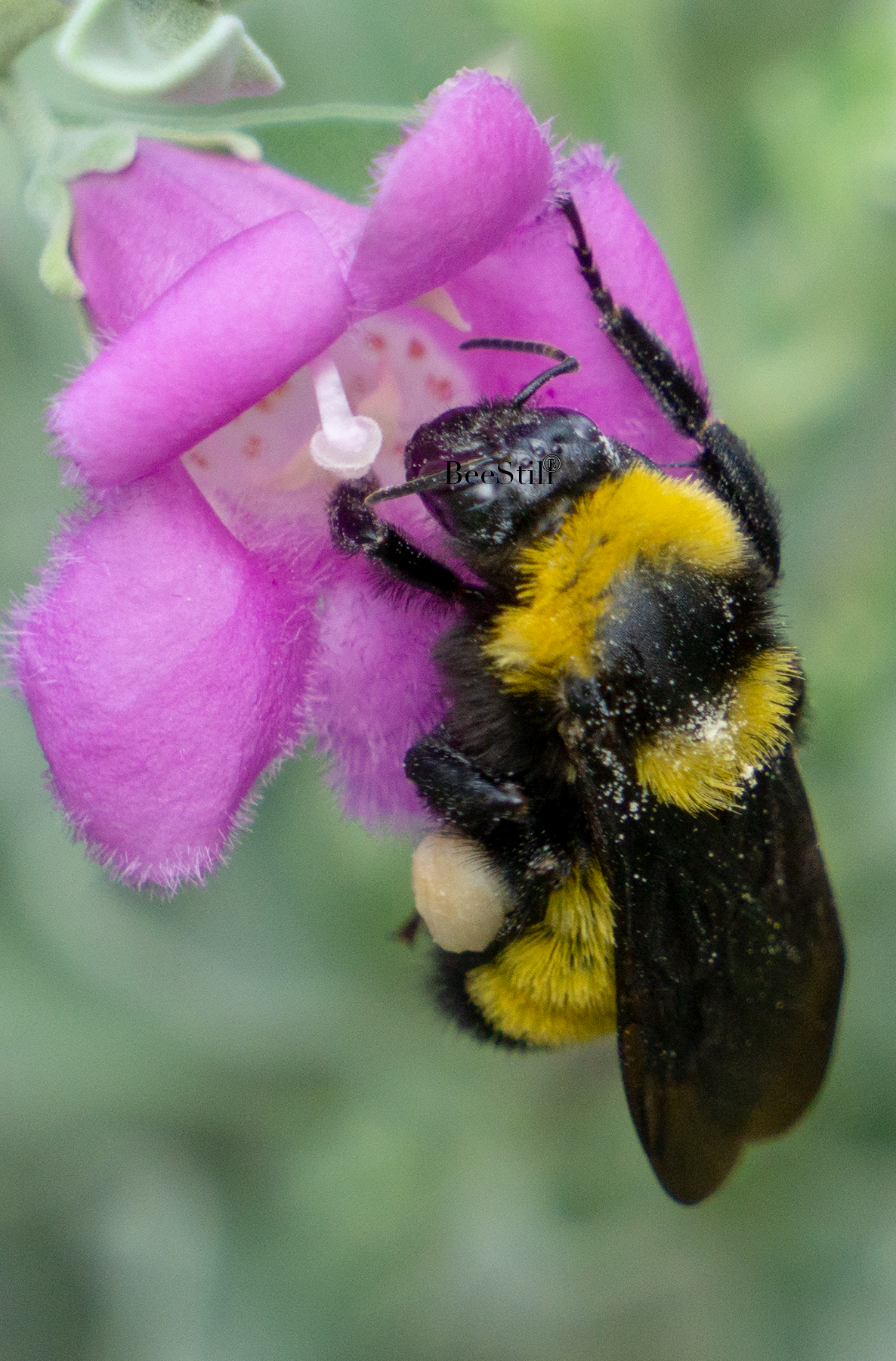 Sonoran Bumblebee, Texas Sage SP-HB-