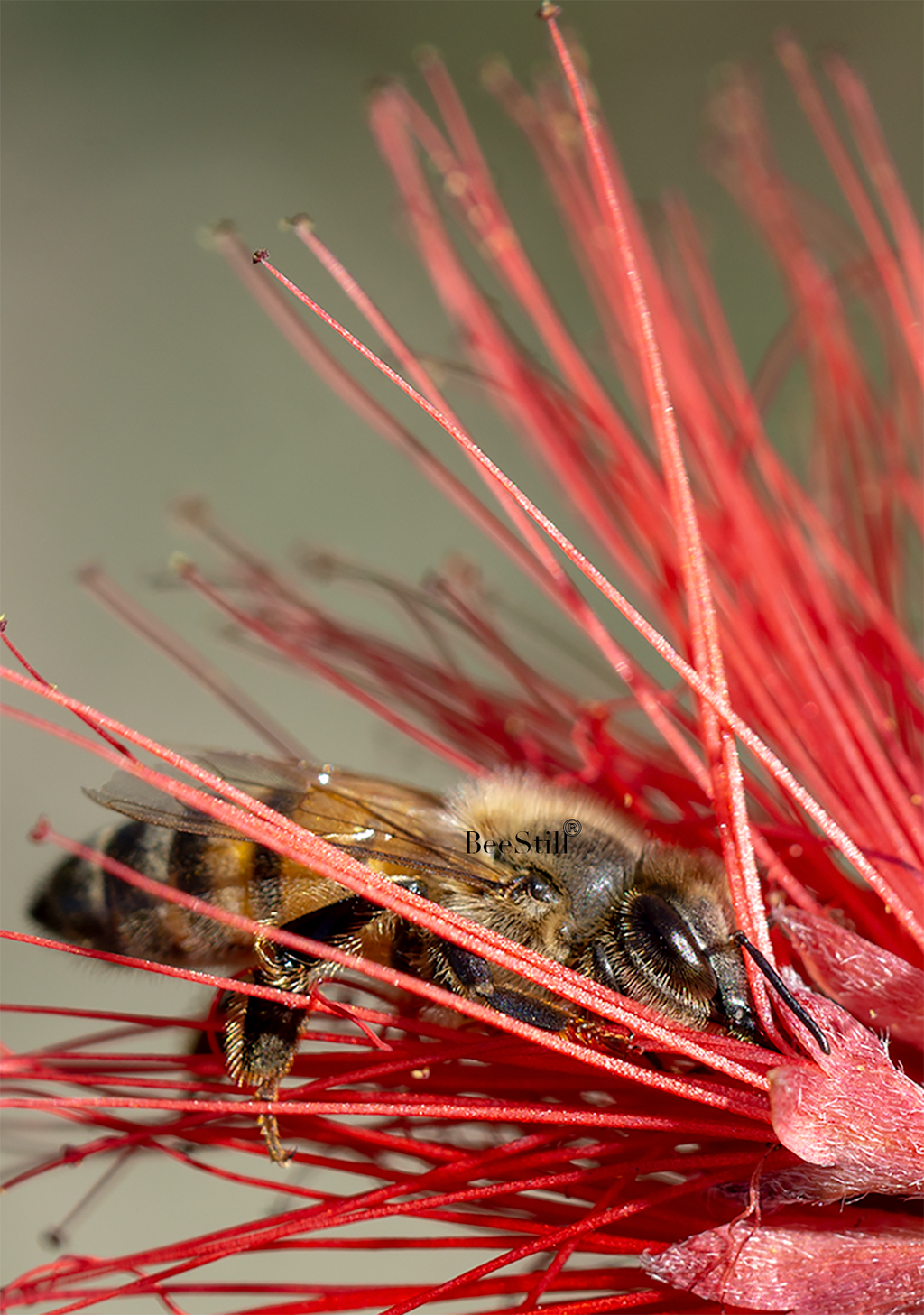 Honey Bee, Fairy Duster SP-HB-