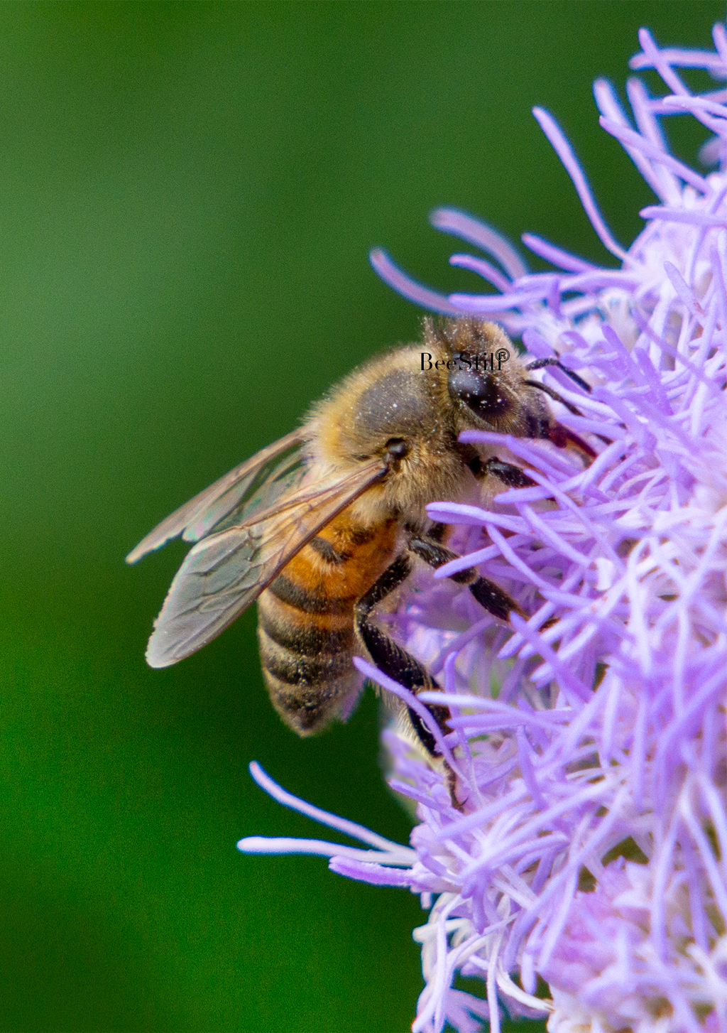 Honey Bee, Blue Mistflower SP-HB-