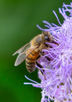 Honey Bee, Blue Mistflower SP-HB-