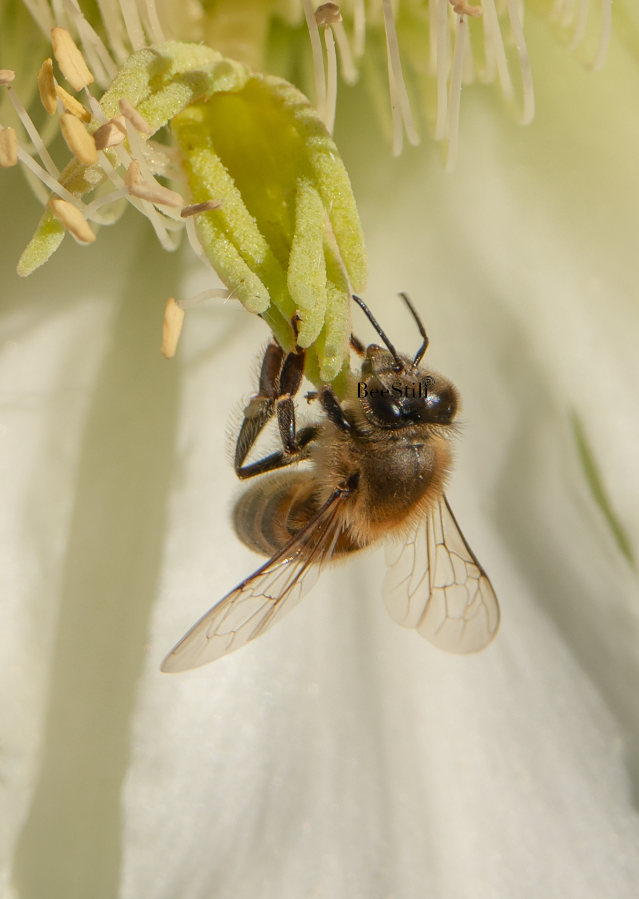 Honey Bee, Night Blooming Cereus Cactus v-44