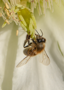 Honey Bee, Night Blooming Cereus Cactus v-44
