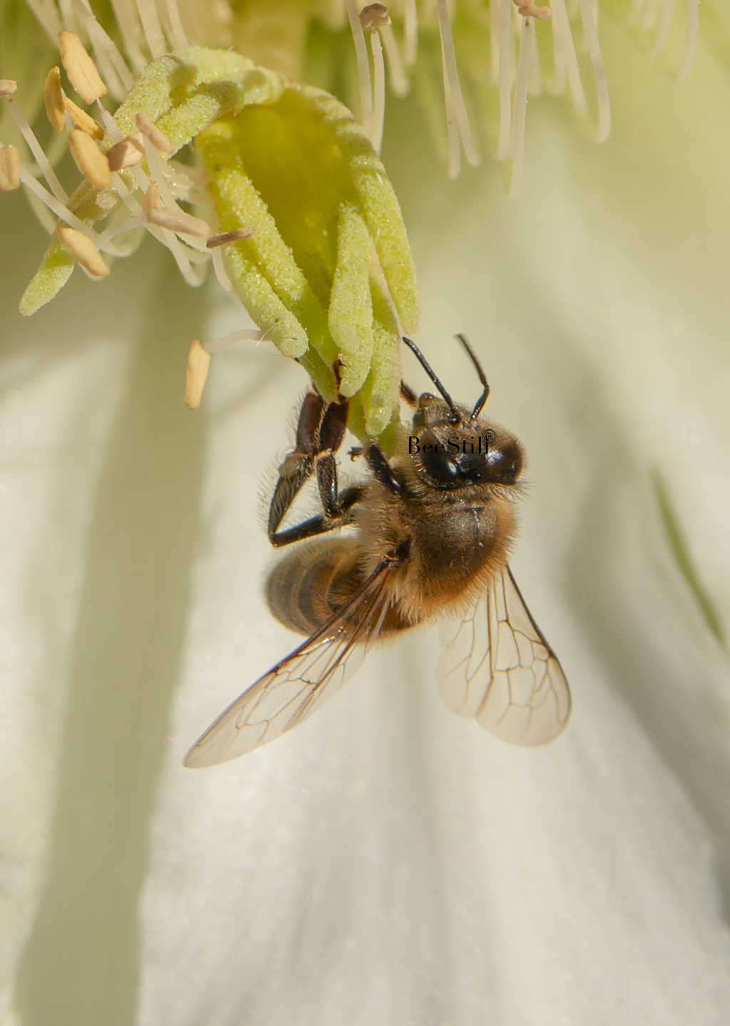 Honey Bee, Night Blooming Cereus Cactus SP-HB-
