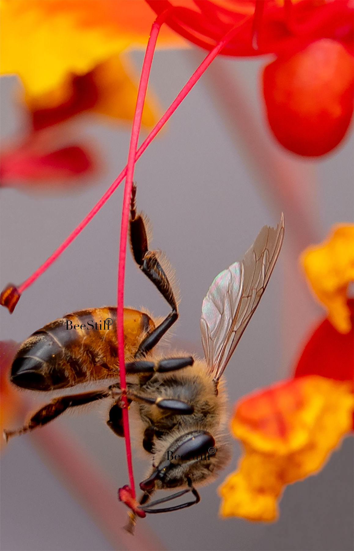 Honey Bee Apis mellifera foraging pollen tipped anther  Red Bird of Paradise Arizona 