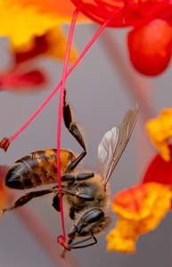 Honey Bee Apis mellifera foraging pollen tipped anther  Red Bird of Paradise Arizona 