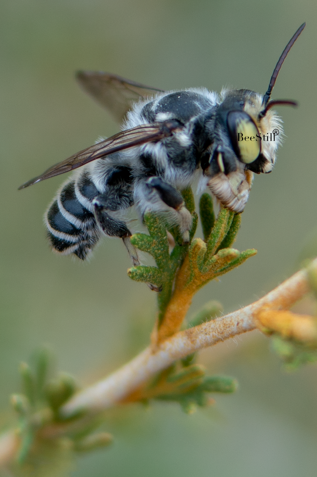 Leaf Cutter Bee, Fallugia SP-NB-