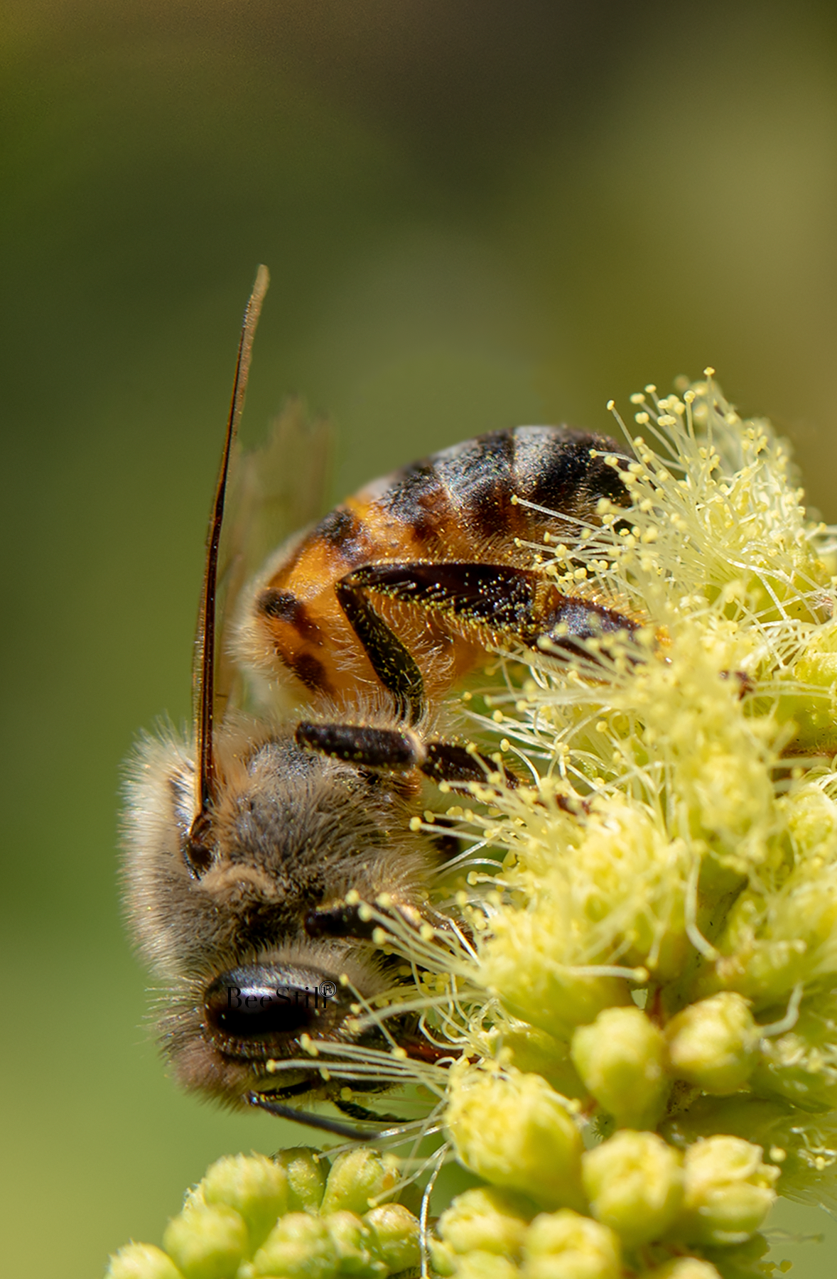 Honey Bee, Catclaw Acacia SP-HB-