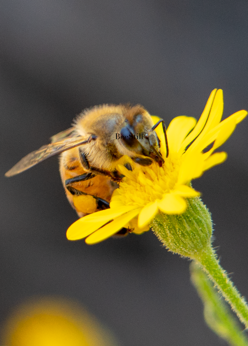 Honey Bee, Sow Thistle v-49
