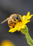 Honey Bee, Sow Thistle v-49