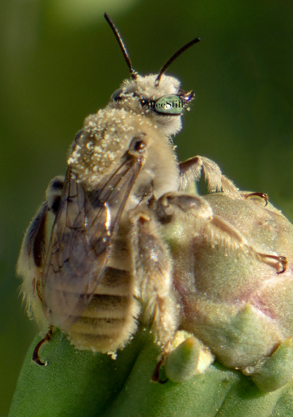 Digger Bee, Cholla Cactus SP-NB-01
