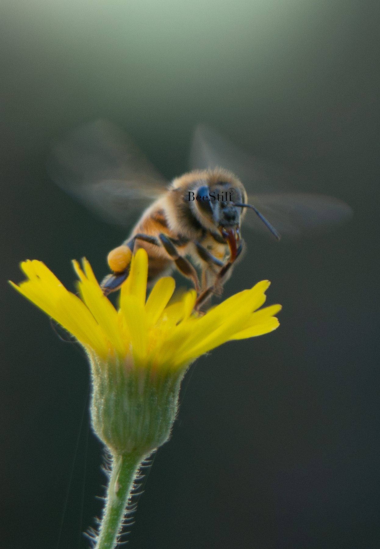Honey Bee, Sow Thistle v-51