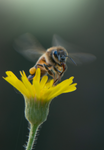 Honey Bee, Sow Thistle v-51