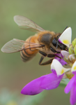 Honey Bee, Black Dalea SP-HB-