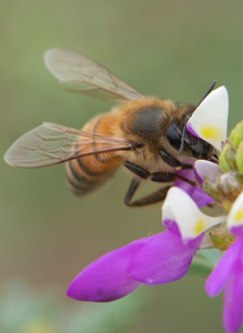 Honey Bee, Black Dalea SP-HB-