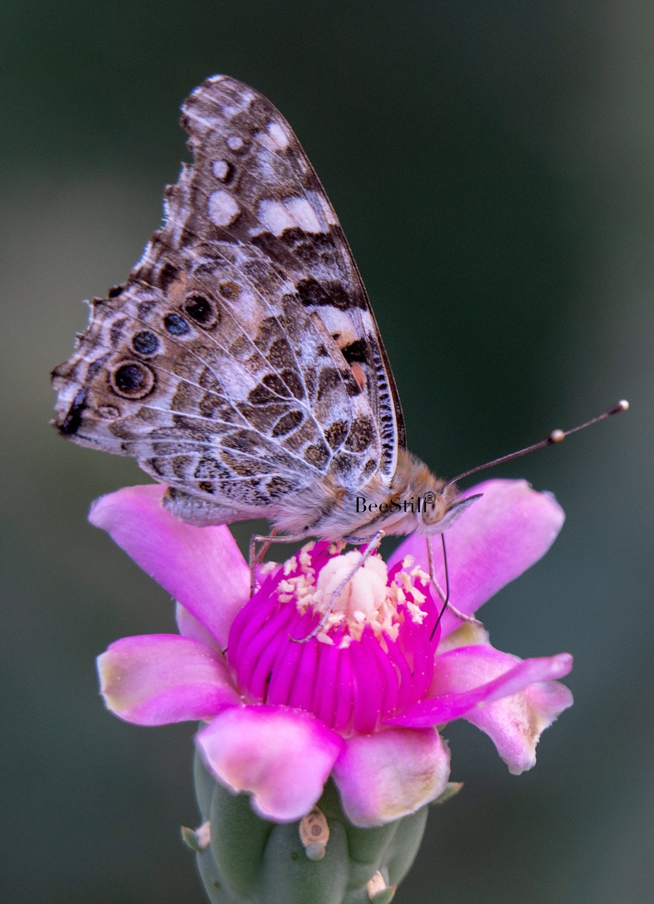 Painted Lady Butterfly, Cholla SP-B-02