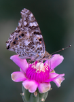 Painted Lady Butterfly, Cholla SP-B-02