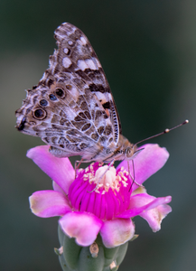 Painted Lady Butterfly, Cholla SP-B-02