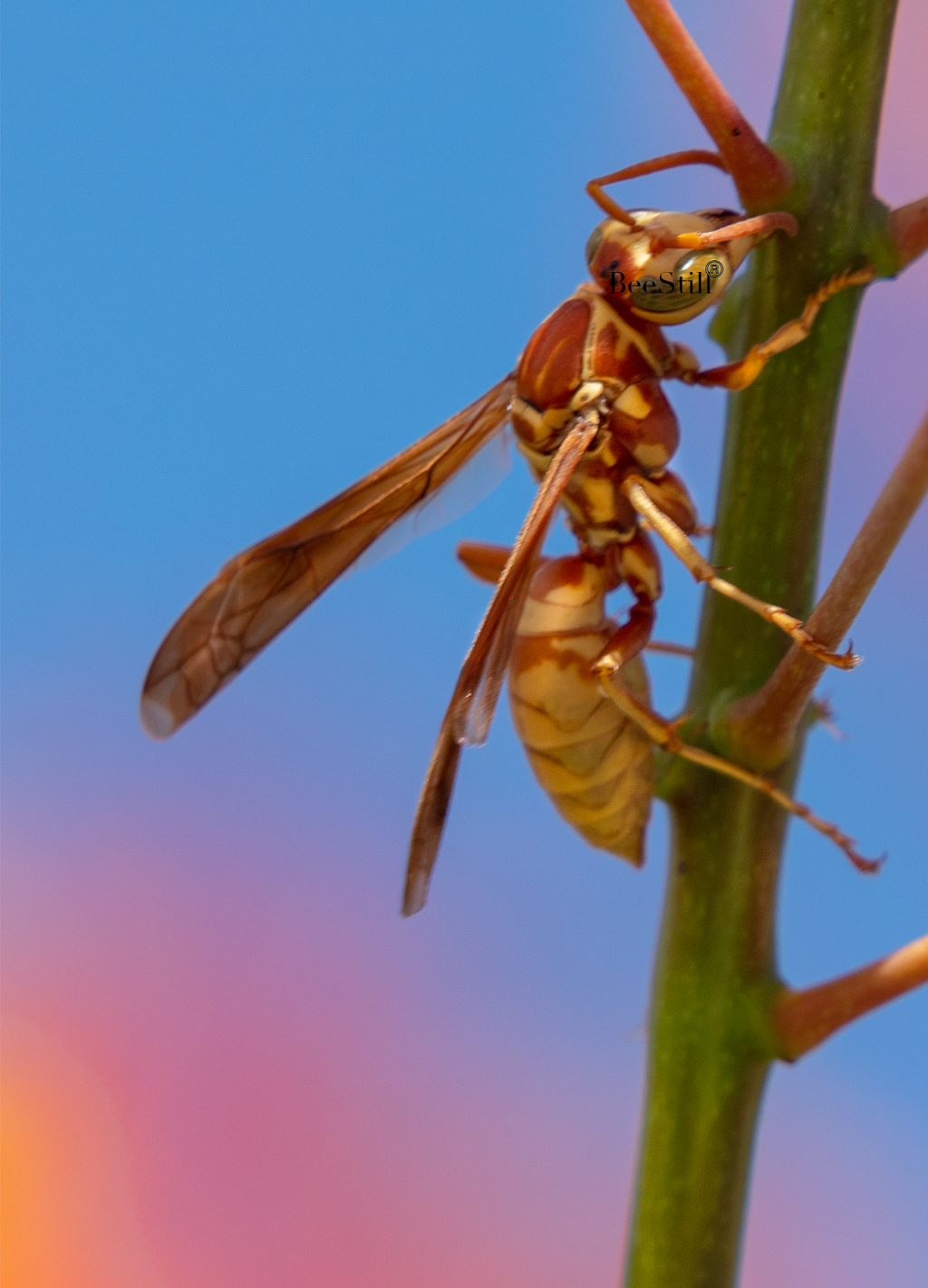 Golden Paper Wasp, female Polistes aurifer, Red Bird of Paradise SP-W
