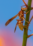 Golden Paper Wasp, female Polistes aurifer, Red Bird of Paradise SP-W