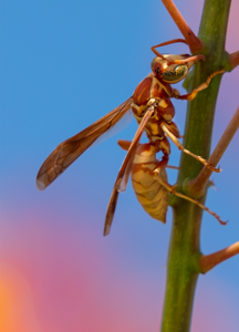Golden Paper Wasp, female Polistes aurifer, Red Bird of Paradise SP-W