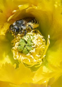 Cactus Woodborer Bee, Prickly Pear v-55