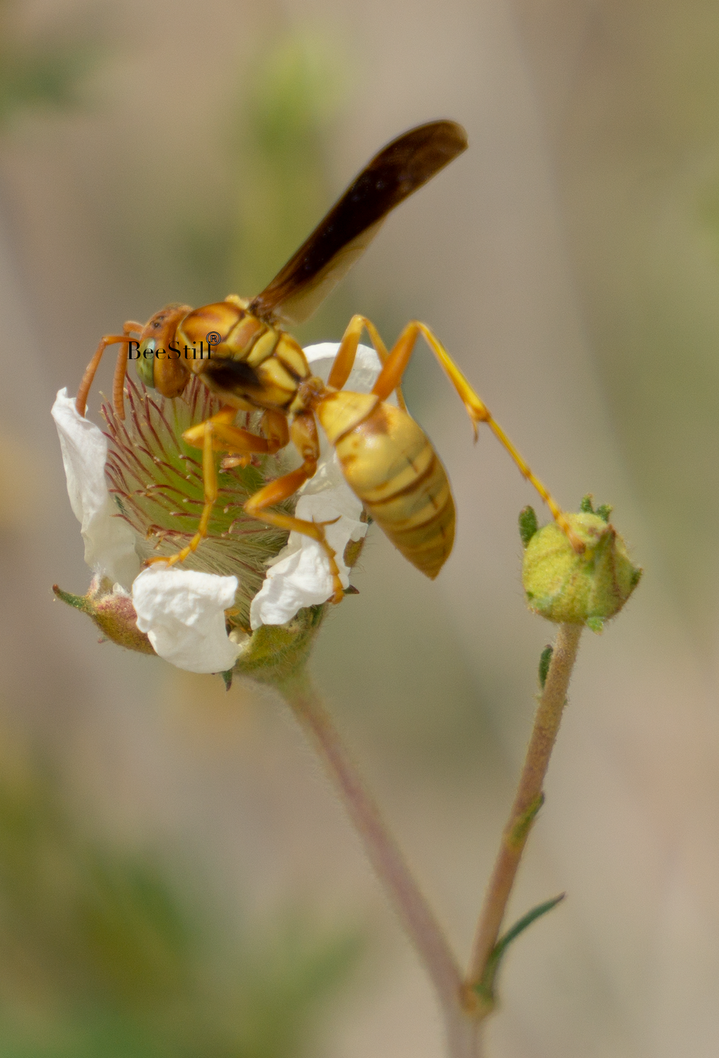 Golden Paper Wasp, female Polistes flavus, Fallugia SP-W-