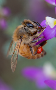Honey Bee Apis mellifera Black Dalea flowers Arizona 