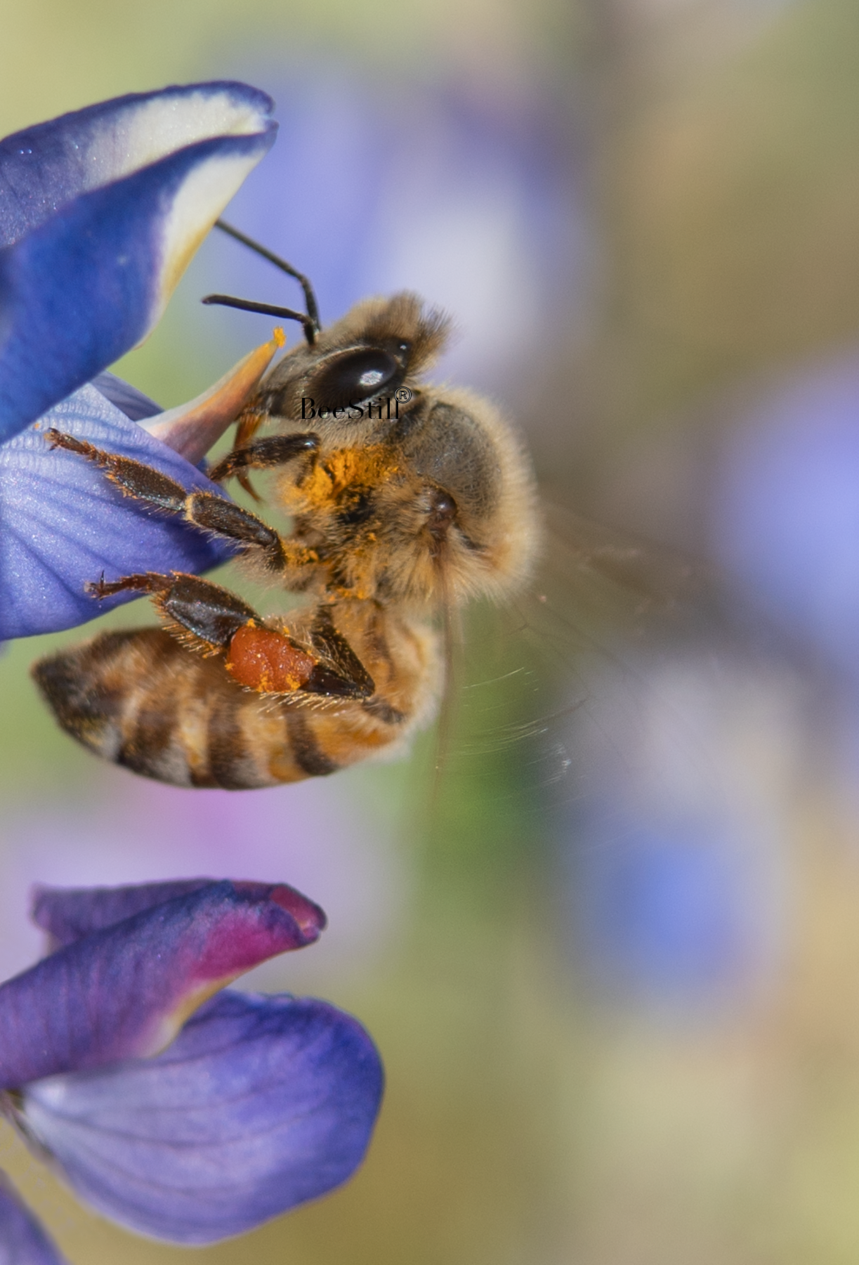 Honey Bee, Lupine v-59