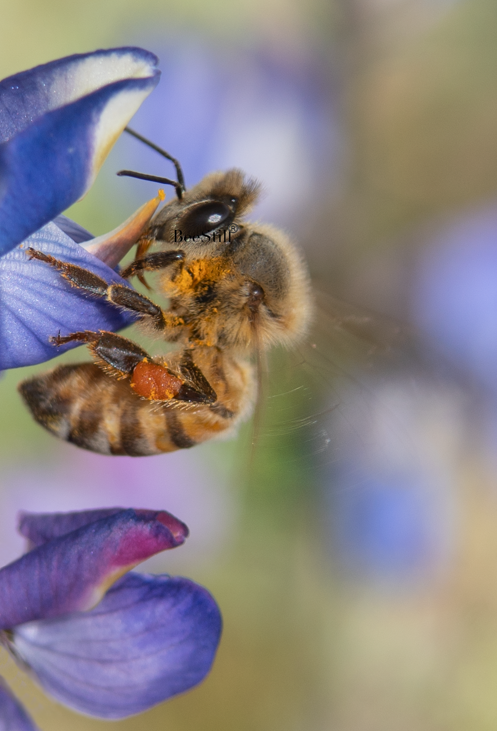 Honey Bee, Lupine v-59