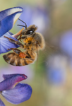 Honey Bee, Lupine v-59