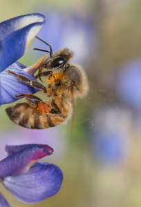 Honey Bee, Lupine v-59