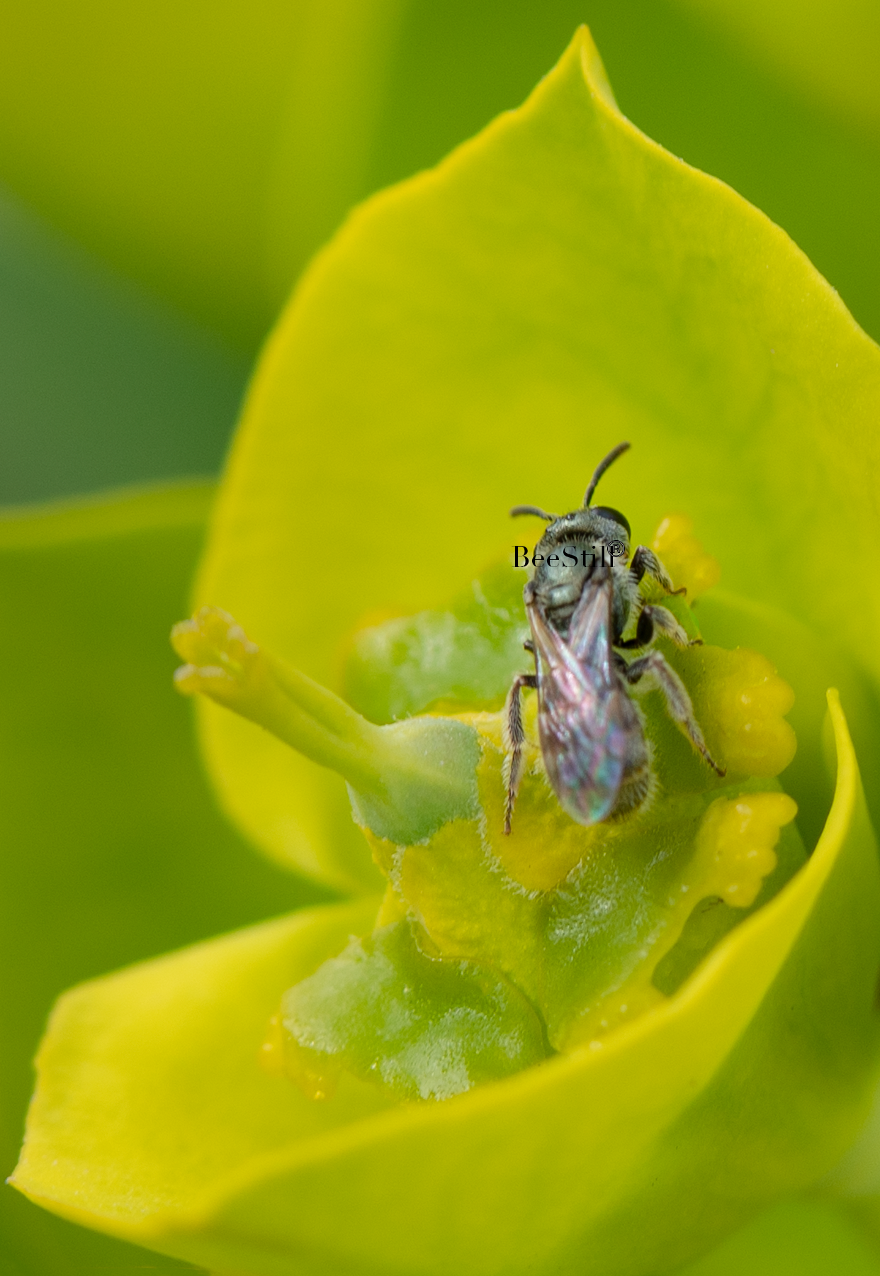 Sweat Bee, Silver Spurge SP-NB-
